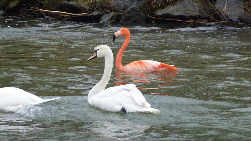 Flamingo auf der Donau
