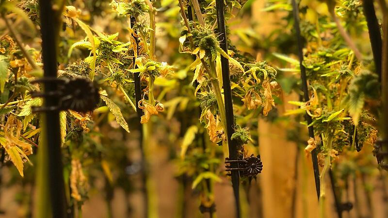 Cannabis-Plantage in Weißkirchen an der Traun