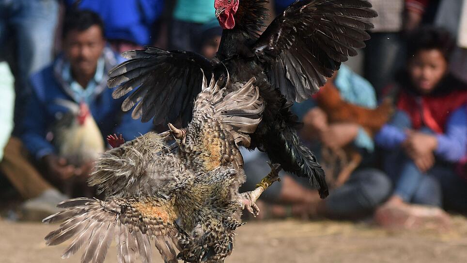 FILES-INDIA-CRIME-ANIMAL-ROOSTER