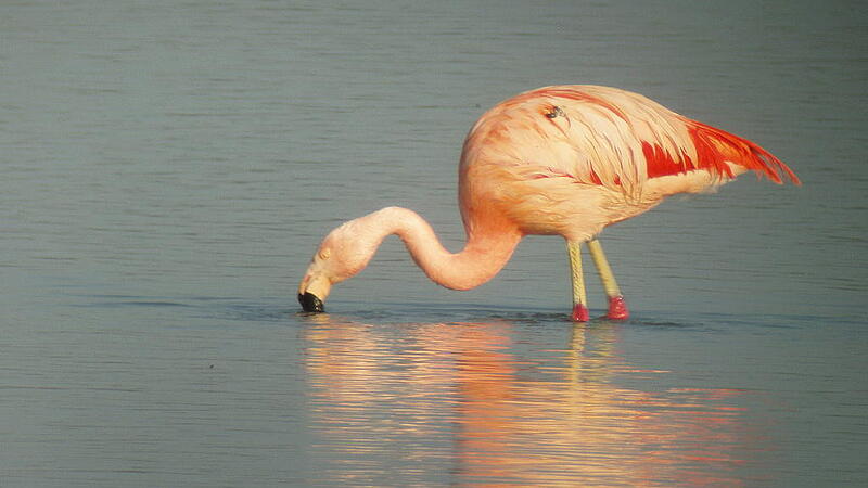 Flamingo auf der Donau