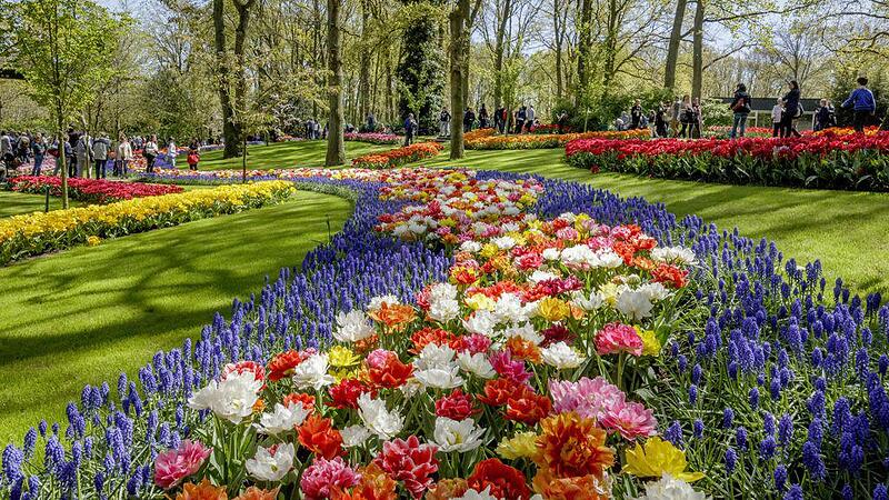 Blumenpracht auf Holländisch