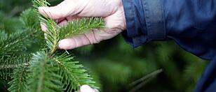 10 Tipps für einen "grünen" Christbaum