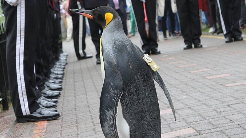 Pinguin in Schottland: Beförderung zum General 