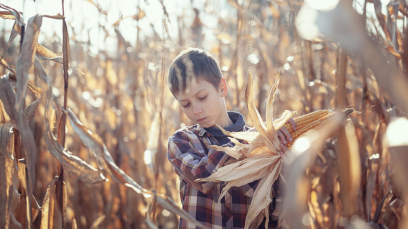 Child boy dressed in a plaid shirt on a field with corn in warm autumn day. The farmer's child holds corn in his hands. Kid having farming and gardening of vegetable.