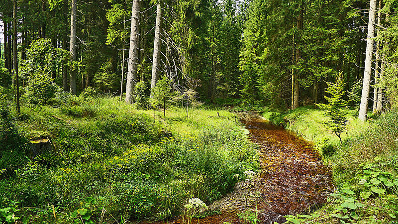 Das Wasser aus dem Wald: Eine erhaltenswerte Ressource der Zukunft
