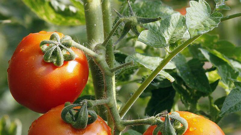 Tomaten ein Mal pro Woche düngen