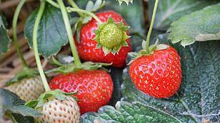 Süß & gesund: Erdbeeren sind zum Pflücken bereit