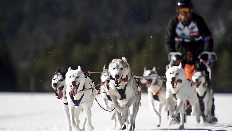 Dog sleigh world championships in Scharnitz