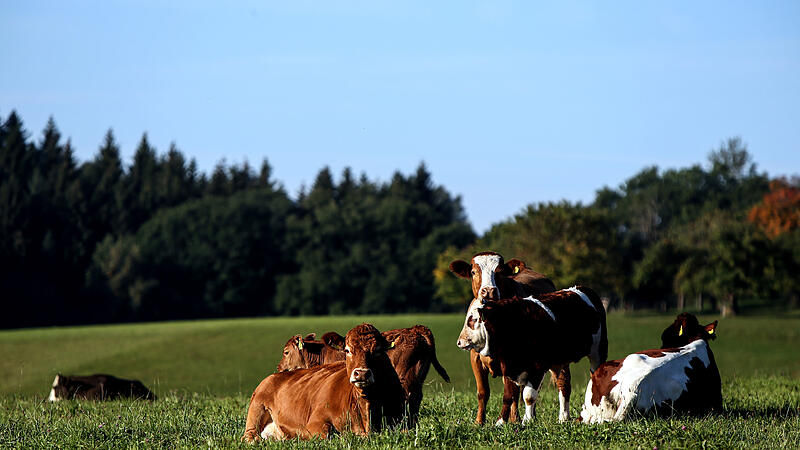 Fehlgeburten bei Rindern durch Hundekot auf Wiesen