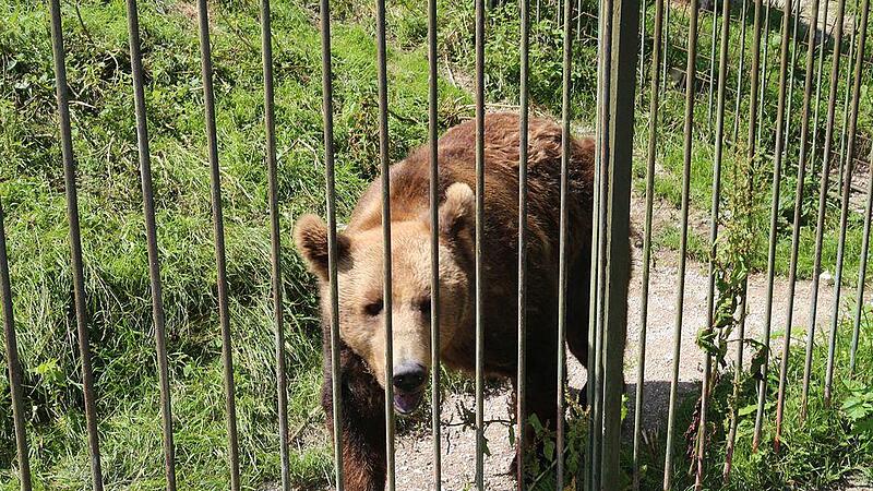 Für die Bären im Cumberland Wildpark wird die Welt bald bedeutend größer