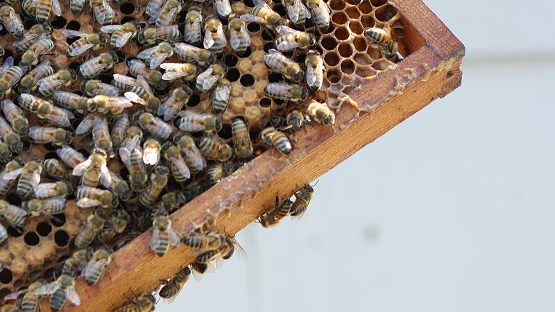 Wenger Bienen machen Varroamilbe den Garaus