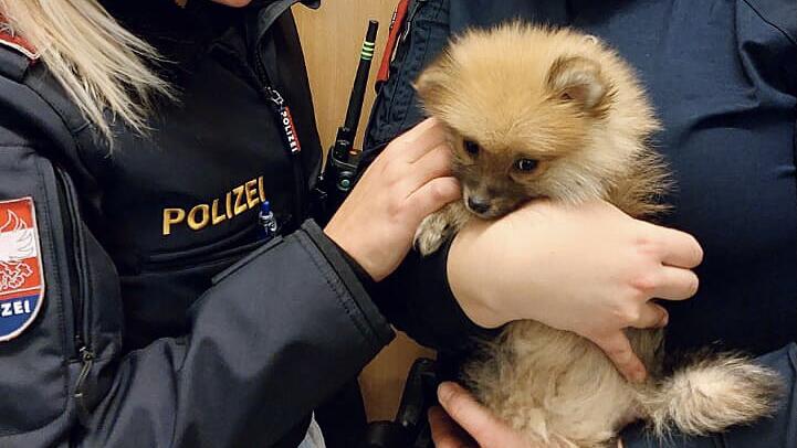 Polizistinnen brachten Hund in Sicherheit