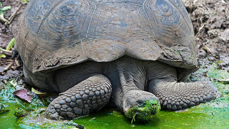 Galapagos Riesen Schildkröte