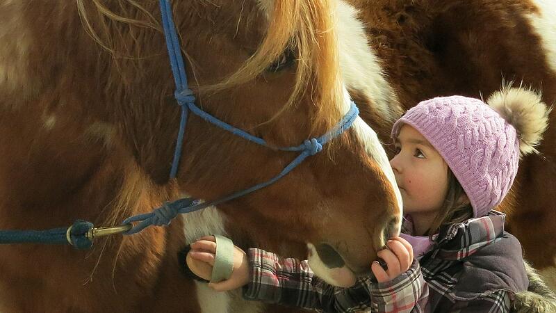 Ein Bauernhof als Therapiezentrum mit einer tragenden Rolle für Pferde