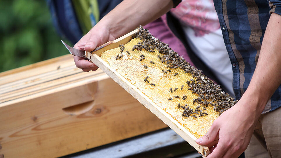 Bienenstöcke im Wohngebiet Gesetzestext im April fertig