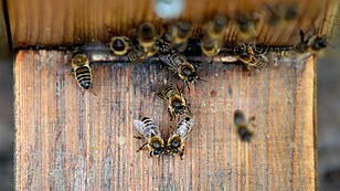 Der 20. Mai steht ganz im Zeichen der Bienen.