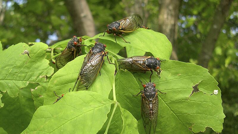 Handout photo of a group of Magicicada septendecim cicadas in West Virginia
