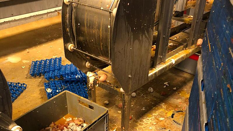 Lebensmittelpolizeiließ Eierfabrik "sofort untersuchen"