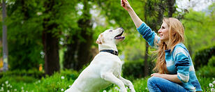 Ein Hund, 1000 Fragen: Lösungen für tierisch nervende Alltagsprobleme