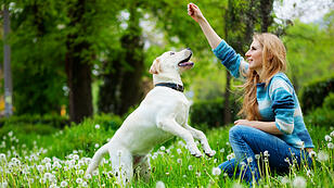Ein Hund, 1000 Fragen: Lösungen für tierisch nervende Alltagsprobleme