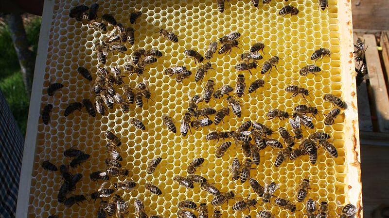 Honig-Nachschub: Auch die Bienen im Bio-Wachs fleißig