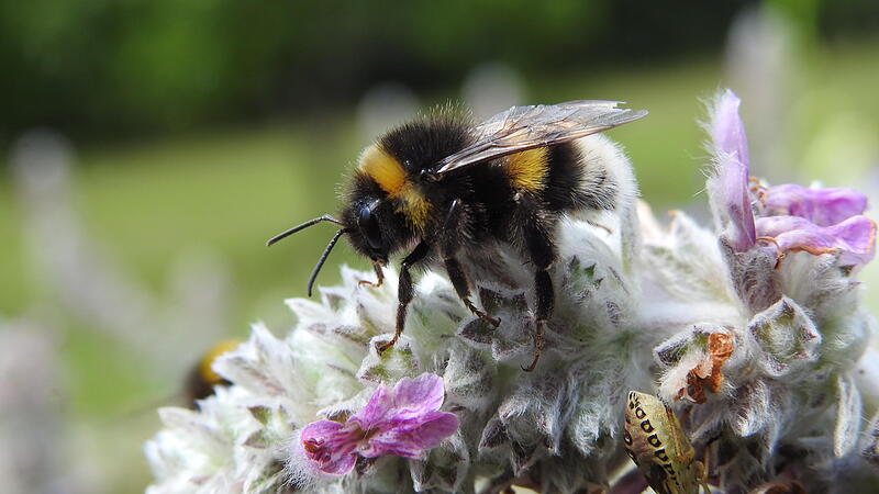 Braunauer Jäger pflanzen Bienenweiden und verschenken Saatgut