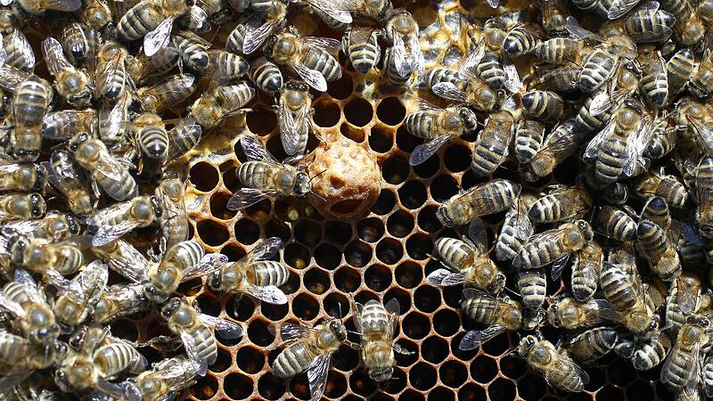 Rüben retten, Bienen töten? Bis Mai darf wieder Neonics-Saatgut aufs Feld