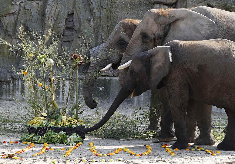Geburtstagsüberraschung für Elefantin Iqhwa