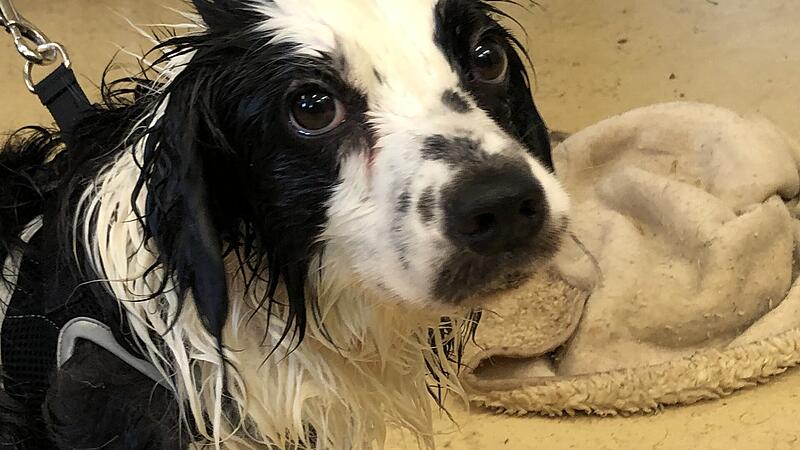 Zwölf verwahrloste Hunde aus Braunauer Wohnung gerettet
