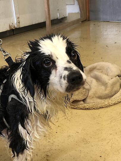 Zwölf verwahrloste Hunde aus Braunauer Wohnung gerettet