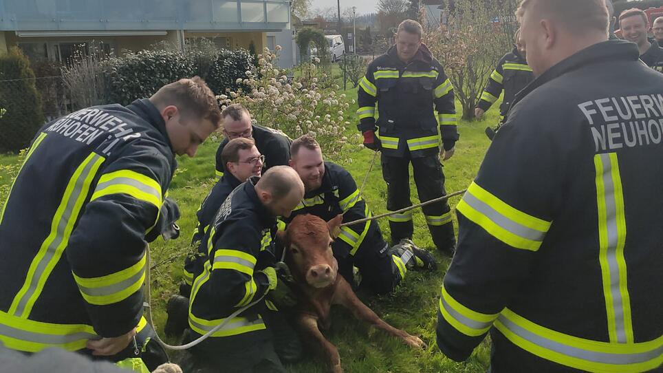 Zwei entlaufene Stiere in Neuhofen gerettet