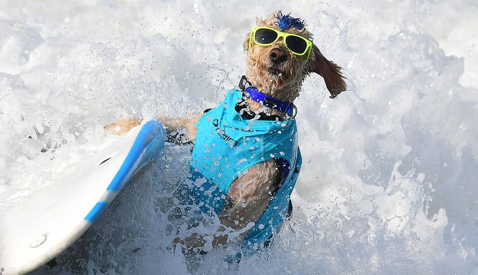 US-ANIMALS-DOG-SURFING-OFFBEAT