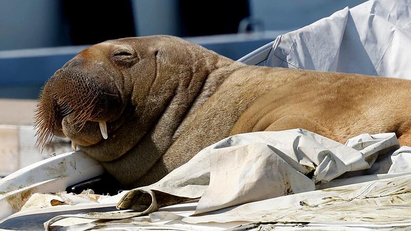 Walrus became a summer attraction – now it has been put to sleep