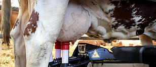 Der digitale Stall: Roboter lockt Kühe mit List zum Melken in seine Box