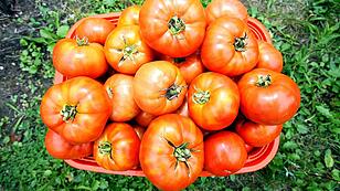 Acht Tipps für perfekte Tomaten