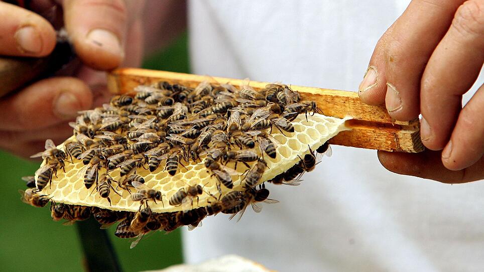 Basiskurs für eine wesensgemäße Bienenhaltung
