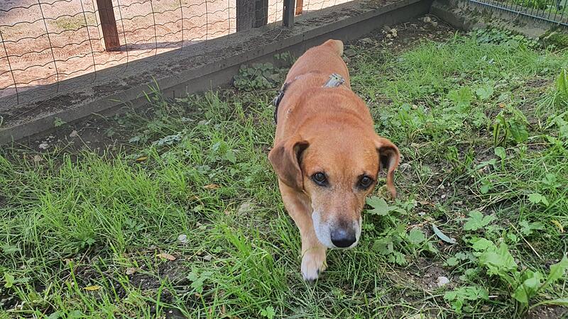Hund biss mehrmals zu: Neues Zuhause für Rocky