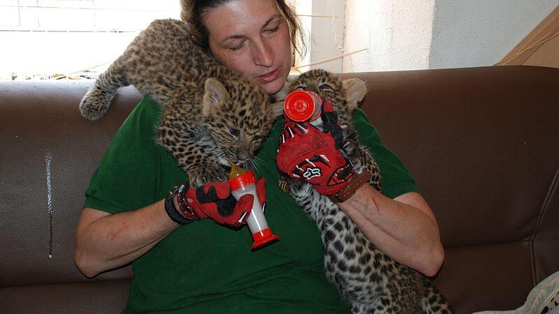 Leoparden Nachwuchs