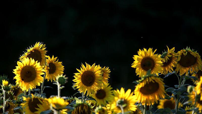 Sonnenblumen gegen Westspange