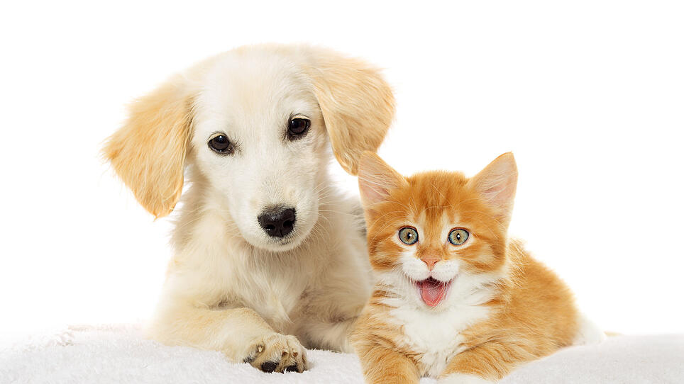 Tierheim appelliert: Katz und Hund chippen lassen!