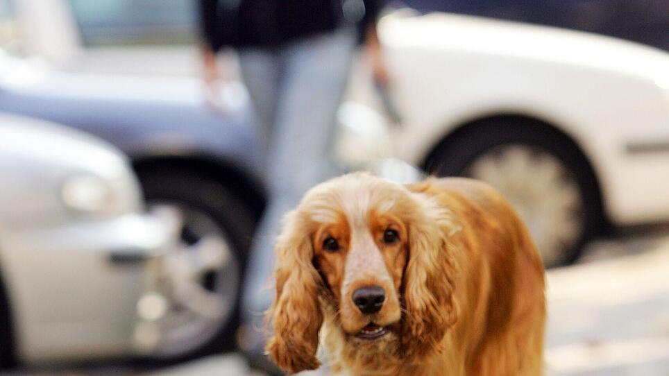 Kremsmünster: Hundehasser legt erneut Köder aus