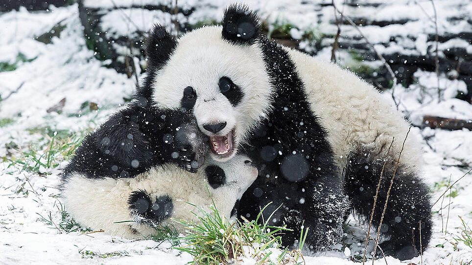 Wiener Panda-Zwillinge haben sich in China eingelebt
