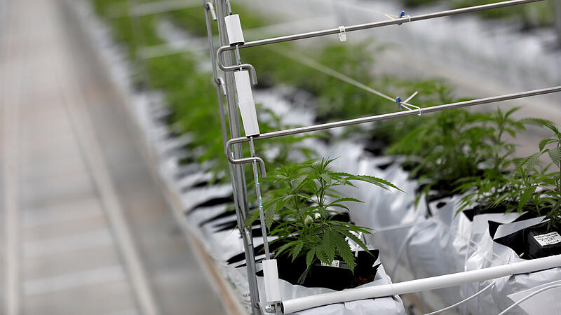 Hohe Haftstrafen für Anbau und Verkauf von Cannabis
