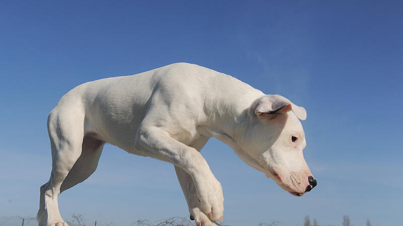 "Kampfhunde": Halter brauchen eine Prüfung und einwandfreien Leumund