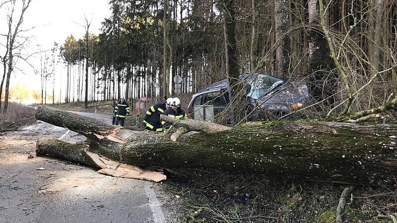 Umgestürzter Baum blockierte Straße Lenker wich aus und wurde verletzt