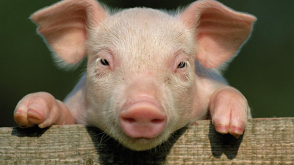 Heimische Schweinebauern profitieren von Pest in China