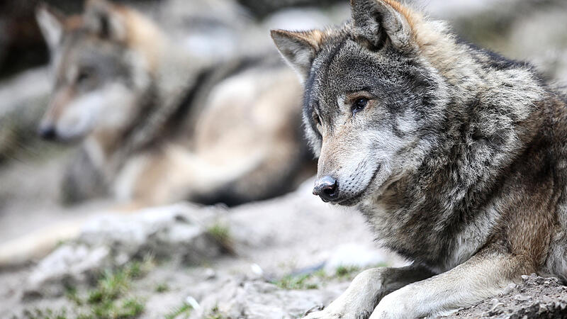 foto: VOLKER WEIHBOLD wildpark grünau im almtal wolf