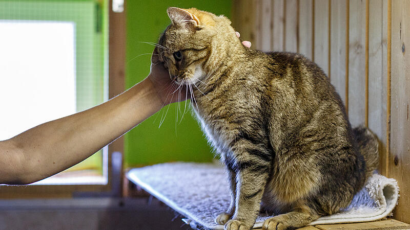 Tierschutzverein in Frankenburg sucht ehrenamtliche Katzenstreichler