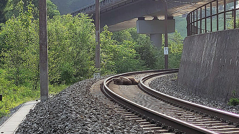 Toter Bär auf Gleisen im Pongau