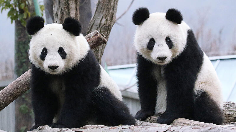 Wiener Panda-Zwillinge haben sich in China eingelebt